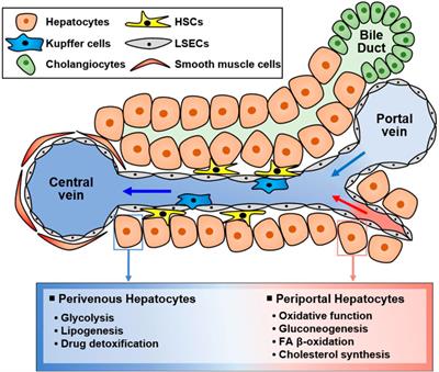 Cellular heterogeneity and plasticity during NAFLD progression